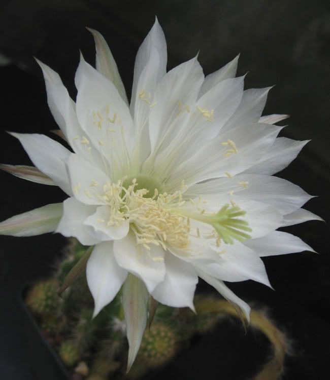 IMG_1426_echinopsis.jpg