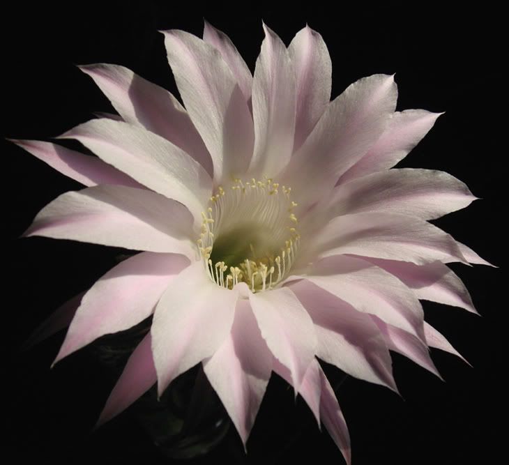 IMG_1472_echinopsis.jpg