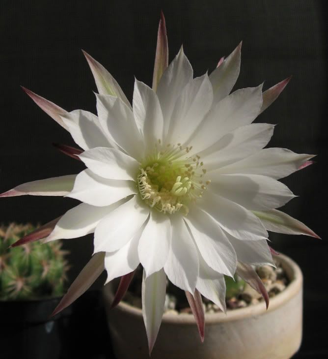 IMG_1583_echinopsis.jpg