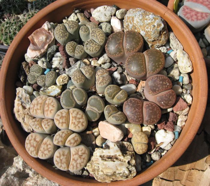 IMG_2465_Lithops.jpg