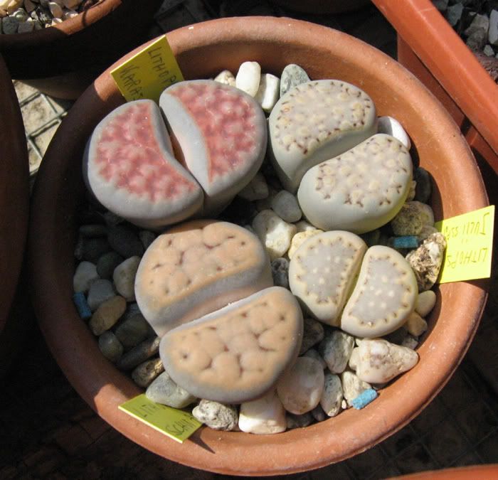 IMG_2466_Lithops.jpg