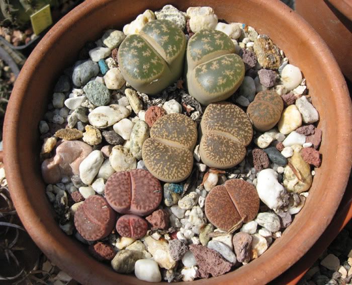 IMG_2467_Lithops.jpg