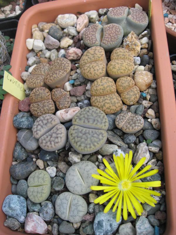 IMG_2504_Lithops.jpg