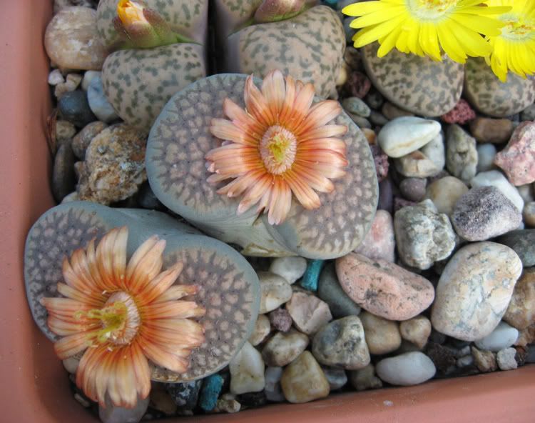 IMG_2954_Lithops.jpg