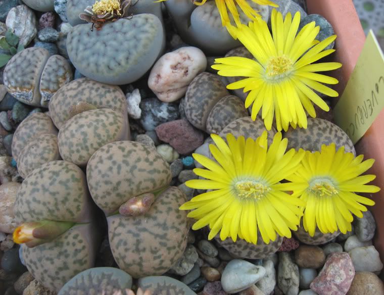 IMG_2956_Lithops.jpg