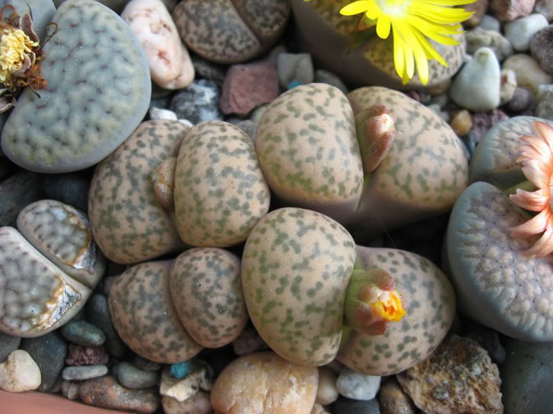 IMG_2958_Lithops.jpg