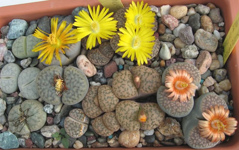 IMG_2959_Lithops.jpg