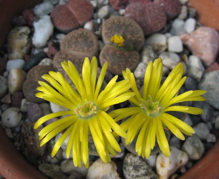 IMG_2966_Lithops.jpg