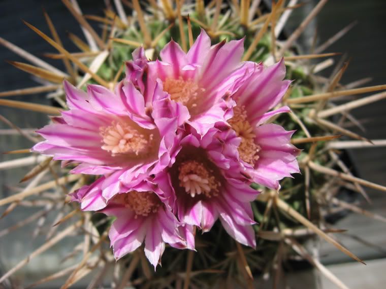 IMG_3672_Stenocactus.jpg