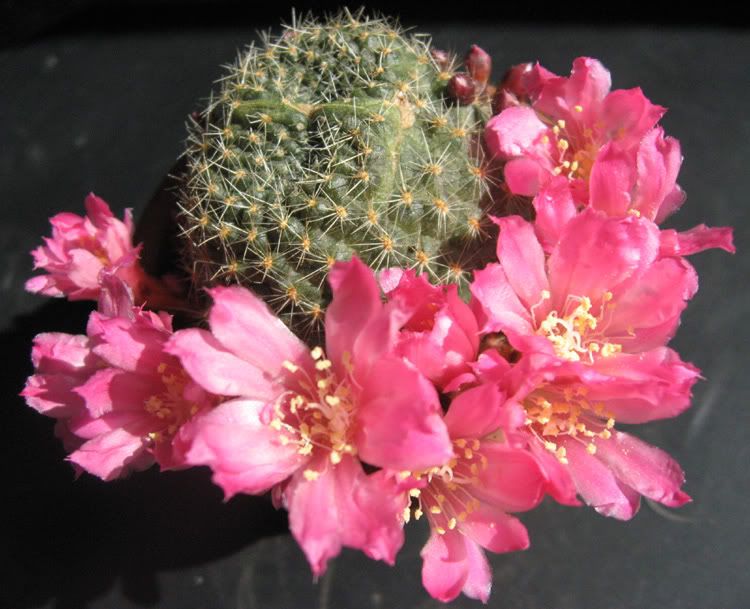 IMG_6813_rebutia.jpg