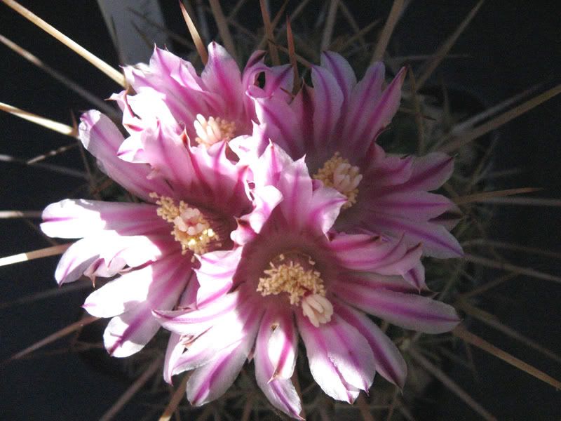 IMG_9783_stenocactus.jpg