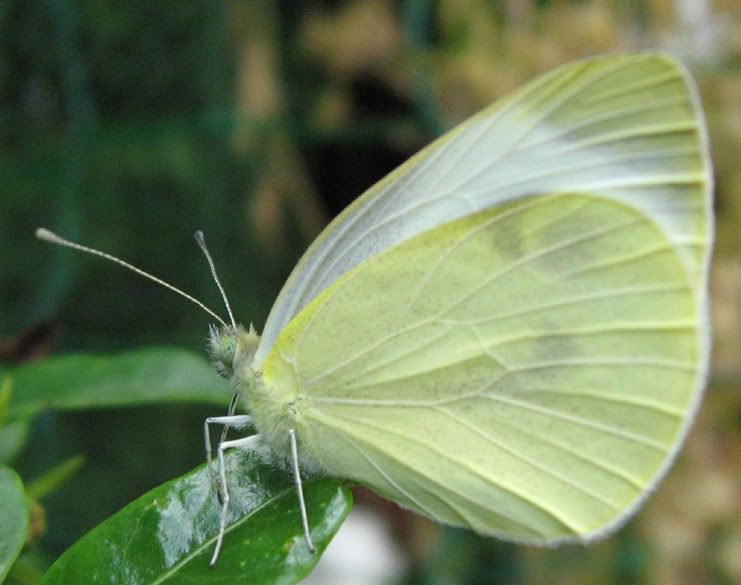 IMG_7981_Pieris.jpg