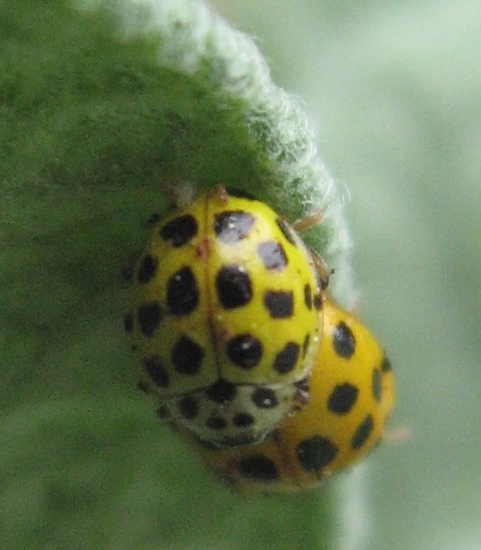 IMG_8101_Coccinella.jpg