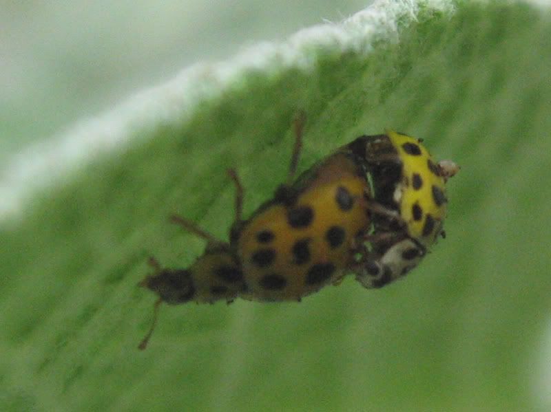 IMG_8102_Coccinella.jpg