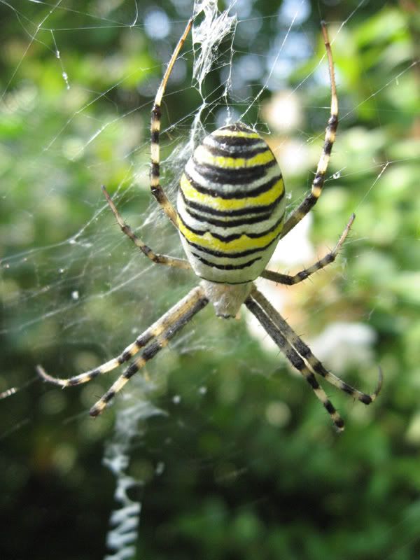 IMG_8838_Argiope.jpg