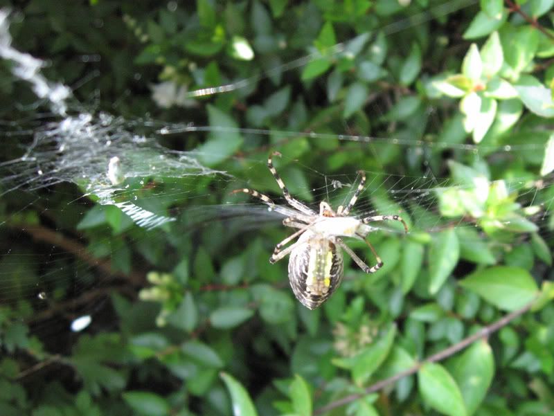 IMG_8842_Argiope.jpg