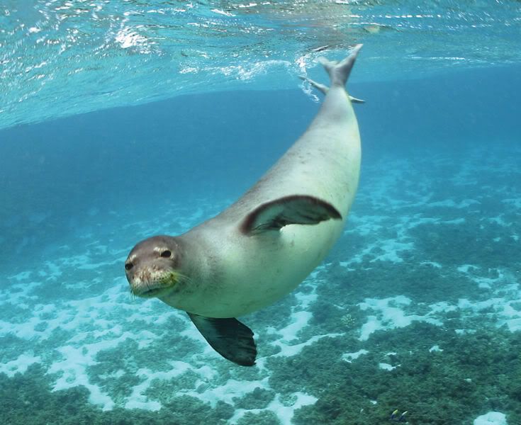 monk seal carriage