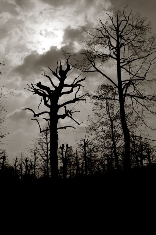 IMAGE: http://i84.photobucket.com/albums/k14/Shimpul/viena/DPP_viena01681.jpg