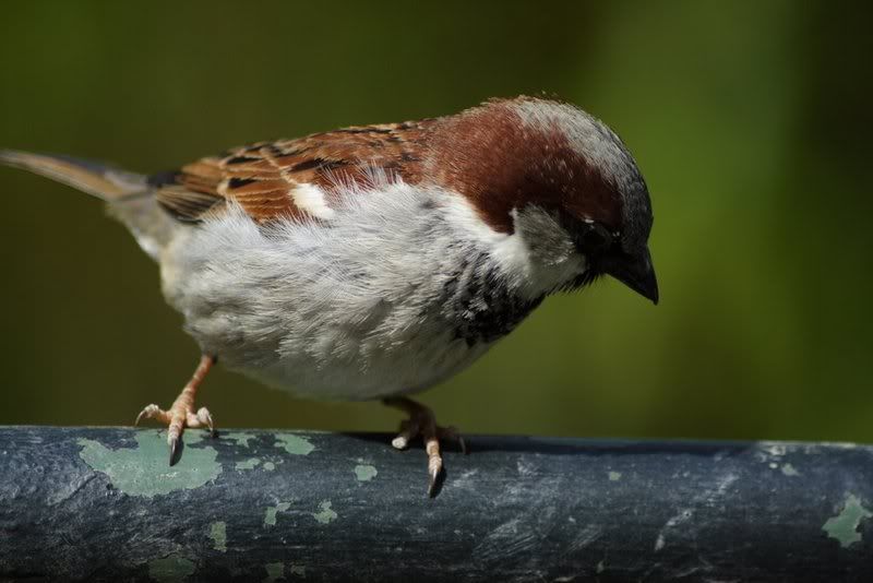 IMAGE: http://i84.photobucket.com/albums/k14/Shimpul/viena/resize8.jpg