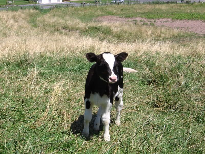Holstein calf Pictures, Images and Photos