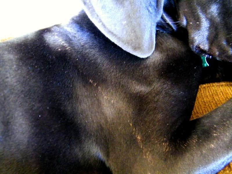 great dane blowing coat