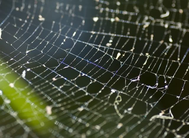 Spider web Pictures, Images and Photos