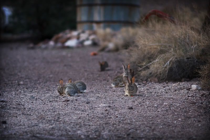 IMAGE: http://i84.photobucket.com/albums/k21/DonJuanMair/TheResidentsCloseUp.jpg