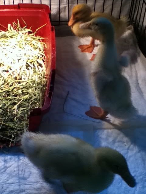 ducks2.jpg