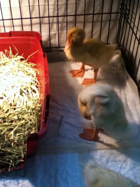 wittleDucks.jpg