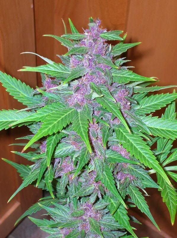 Ganja Gear does take request orders for stoner crews, skate/snow crews, 