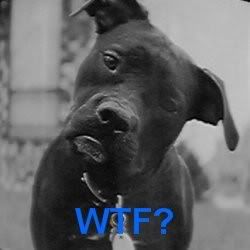confused-black-dog-2.jpg