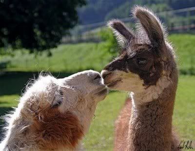 animals-in-love-3.jpg