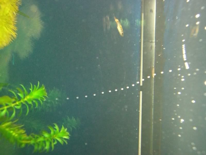 Weird Bubbles Coming from Anacharis General Aquarium Plants Discussions Aquatic Plant Central