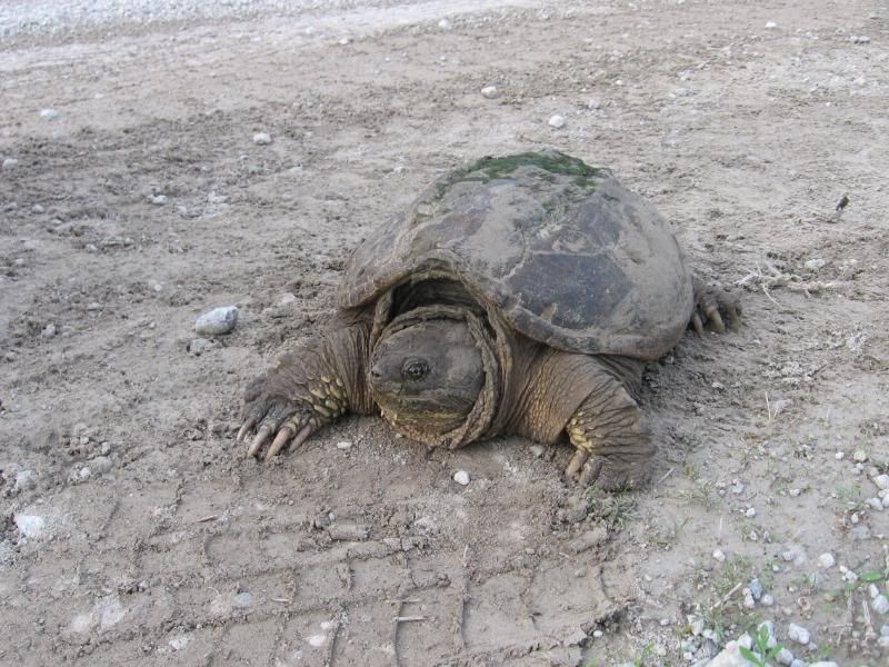 Turtle002.jpg