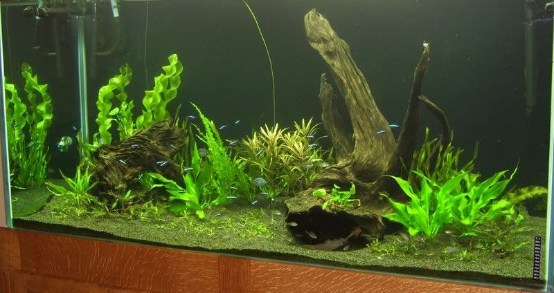 Planted Tank Wallpaper