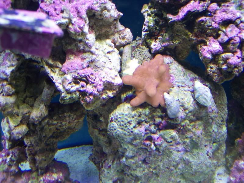 leather coral molting