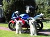 TullyoverCBR600dogs.jpg