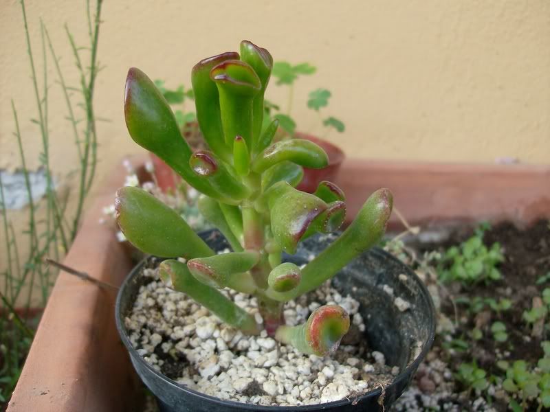 HPIM0578.jpg