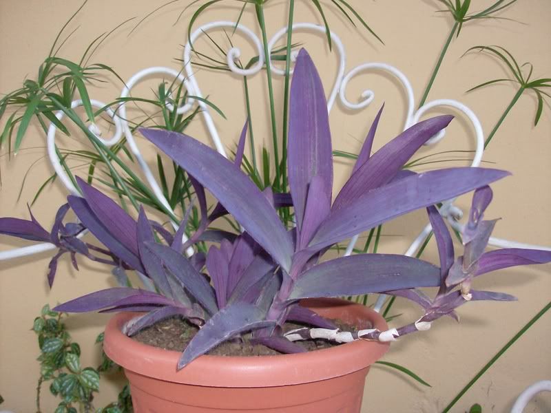 Tradescantiapallida.jpg