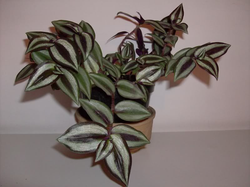 Tradescantiazebrina.jpg