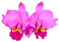 orchid031.gif