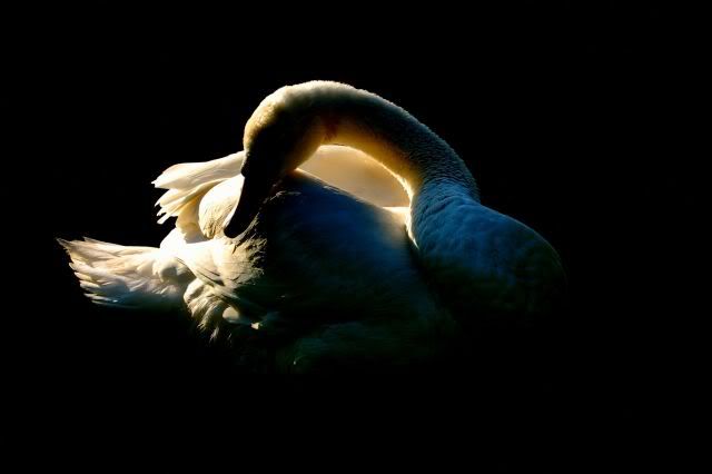 swan bird photo: Swan 012 041106021.jpg