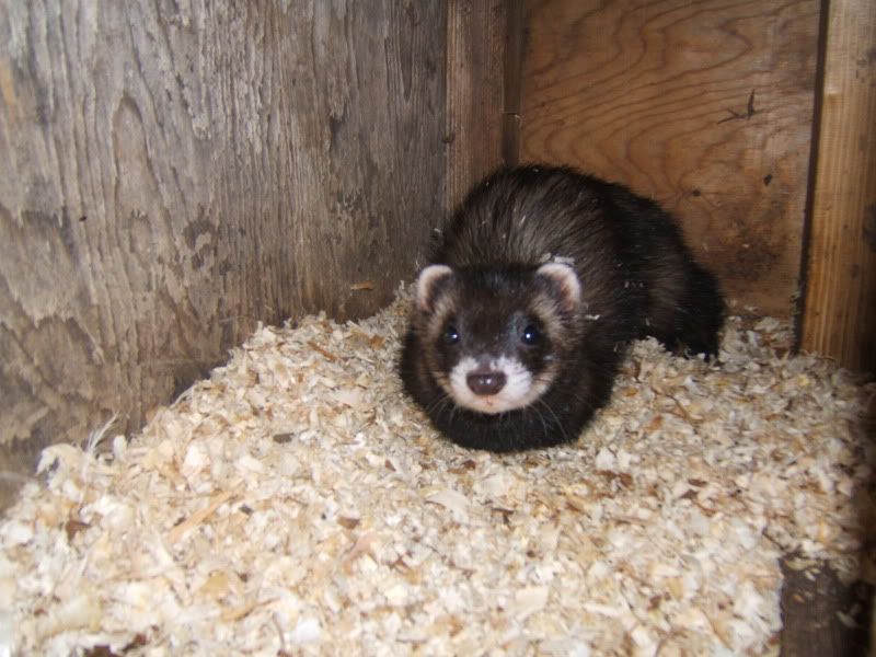 Eu Polecat