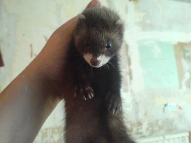 ferret.jpg