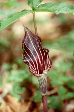 arisaematriphyllum