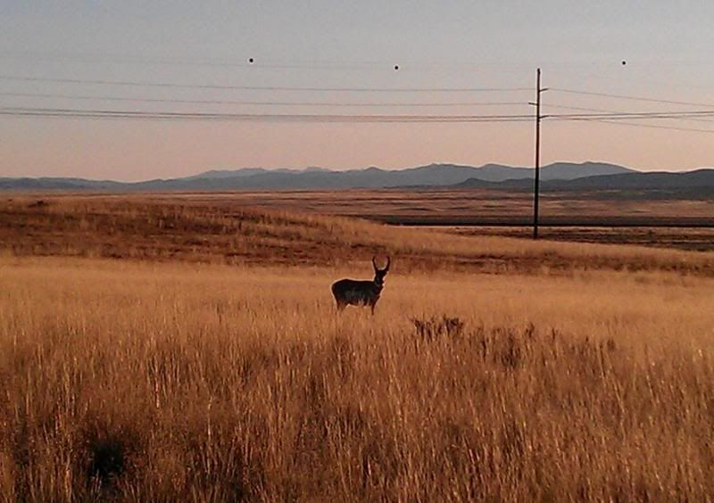 Pine Valley Antelope - Utah Wildlife Network