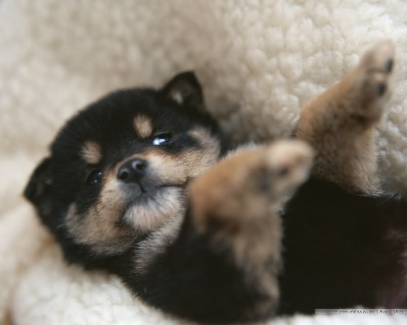 puppy wallpapers. puppy dog wallpaper.