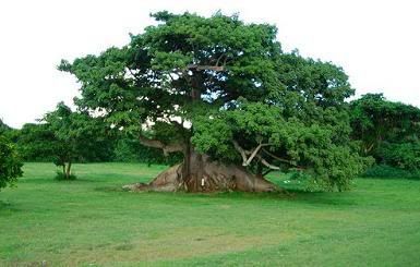 arbol de ceiba