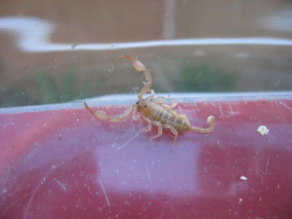 scorpione30-07-062.jpg