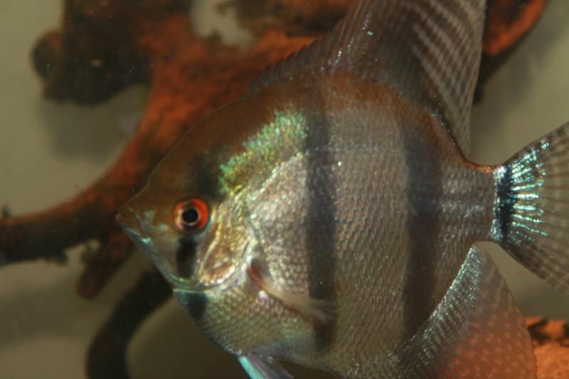 Angel fish disease. Is it hole in the head?